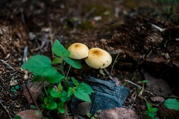 Nature scene featuring mushrooms growing amidst the fall foliage and soil below