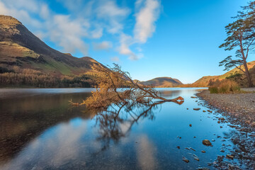 Fallen tree in Buttermere in The Lake District, England