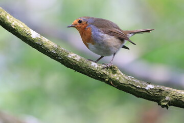 Tiny Robin (Erithacus rubecula) perches on a tree branch