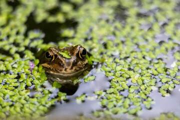 a small frog looks like he is floating in the green water