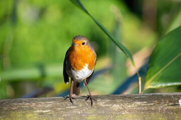Small Robin perched on a wooden plank, its feathers illuminated by the sunlight