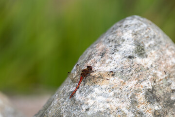 Large red damselfly (Pyrrhosoma nymphula) atop a rocky outcrop surrounded by lush greenery