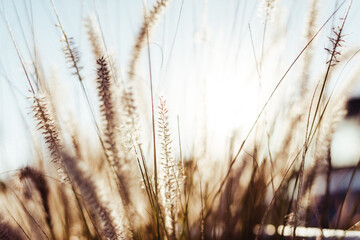 Fototapeta premium Close-up of a lush field of golden-hued grass on Nissi Beach in Ayia Napa, Cyprus