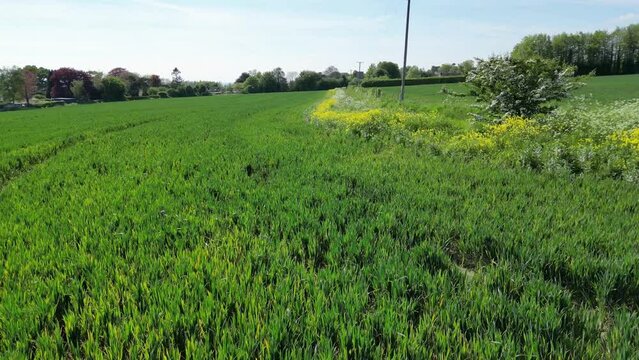 Arable Field Margin at the edge of a field of crops by a footpath allowing wild flowers to grow and provide for wildlife. April, Kent, UK