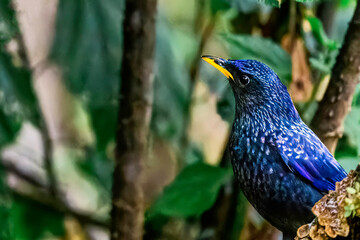 Blue Whistling Thrush in Sattal, Uttarakhand, India