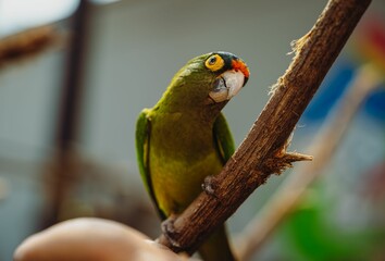Common pet birds local parrots Mexico