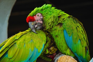 Macaw couple at local Acquarium