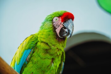 Macaw couple at local Acquarium