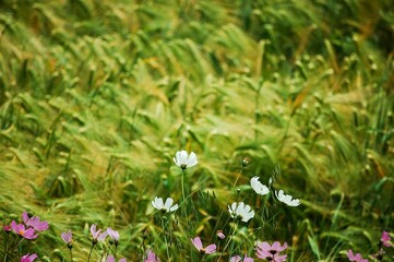 colorful flowers growing in a grassy field full of green and pink flowers