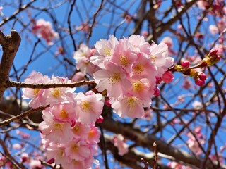 Cherry blossom tree in full bloom, with delicate flowers cascading from the branches.