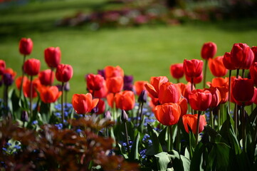 Lush garden filled with vibrant red tulips.