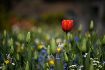 Vivid red flower standing out amongst a vibrant green backdrop of lush foliage.