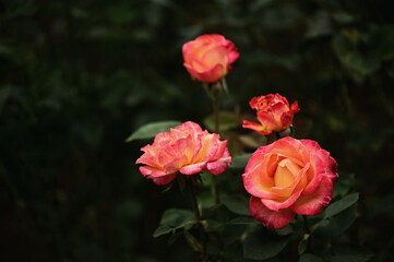 Stunning close-up of vibrant pink roses in full bloom against a dark background.
