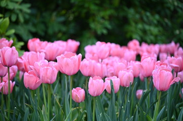 Array of beautiful pink tulips blooms in a lush garden setting.