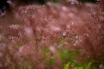 Small insect perched on a vibrant meadow of grass and shrubs.