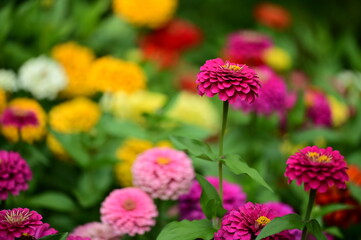 Variety of flowers arranged in an aesthetically pleasing composition.