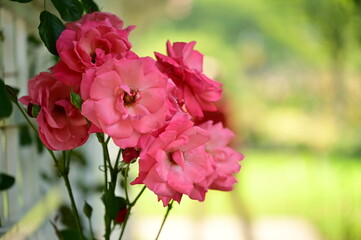 Closeup of vibrant pink flowers in full bloom.