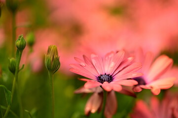 Closeup of a beautiful pink daisy against a blurred green background.
