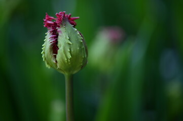 Close-up shot of an open flower bud, with its vibrant petals illuminated by natural sunlight.