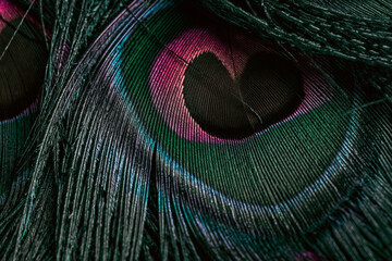 Obraz premium Peacock feather displayed with its vibrant colors and intricately-detailed pattern