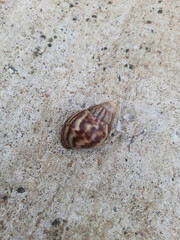 snail with brown pattern on its shell