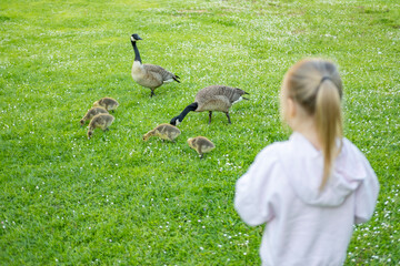 Goslings Canada goose, Brant canadian on green meadow with parents in woodland area, Family ringed...