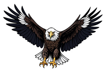 Front View of Flying Bald Eagle - Colored Illustration Isolated on White Background, Vector
