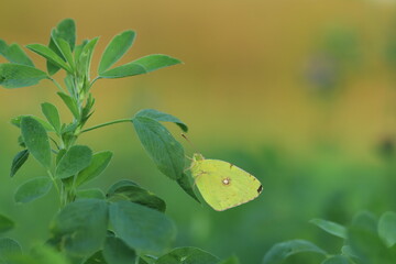 una farfalla colias crocea su una foglia di trifoglio