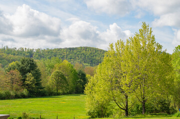 Lush early spring bloom bright overcast day copy space selective focus landscape, small town Bradford PA 