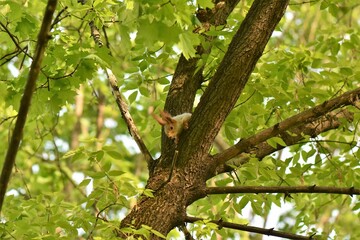 Gray squirrel on the tree trunk in the park