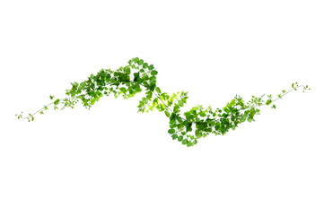 leaf vine Isolate on transparent background PNG file © sarayut_sy