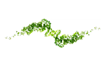 leaf vine Isolate on transparent background PNG file