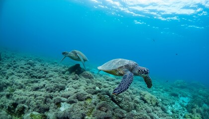 Turquoise Tranquility: Swimming Sea Turtles.Capturing Aquatic Life. Vivid Blue Ocean Serenity.sea, underwater, turtle, water, coral, nature, ocean, fish