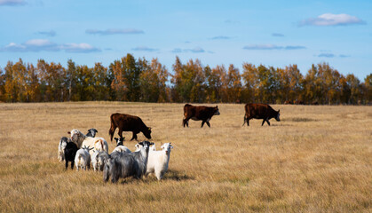 Cows and goats graze on the field in autumn. Rural farm.