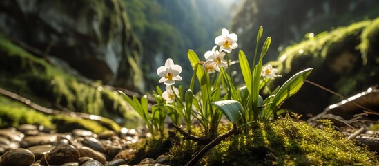 Portrait of beautiful white orchid flowers on a mountain valley background with sunny weather