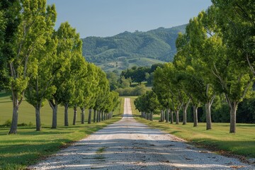 Obraz premium Poplar Tree Lined Road: Symmetrical rows of trees along a country road. 