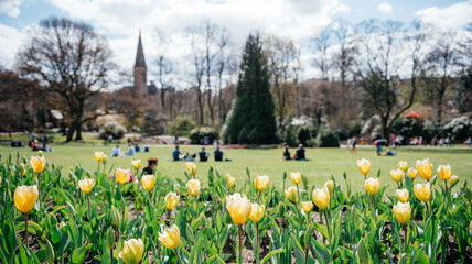Spring Day at Glasgow Botanical Gardens with Blooming Tulips