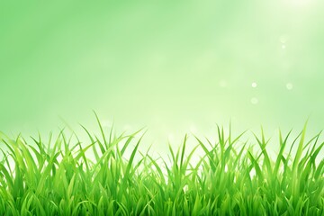 Fototapeta premium summer grass , summer grass background design