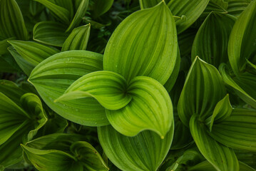 Green leaves pattern background, natural background. Close-up view of nature against the background...