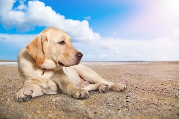 Cute smart dog Enjoying a Summer at the Beach.