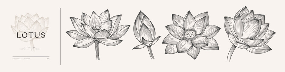 Set of flowers lotus in engraving style. Botanical illustration. Beautiful ornamental plant, vector illustration.
