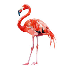 Obraz premium Flamingo watercolor isolate illustration png.