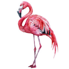 Flamingo watercolor isolate illustration png.