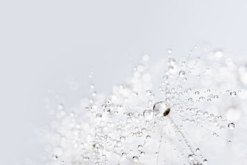 Beautiful dew drops on dandelion seed macro. Beautiful soft blue background. Water drops on parachutes dandelion. soft focus on water droplets. abstract background. Macro nature.