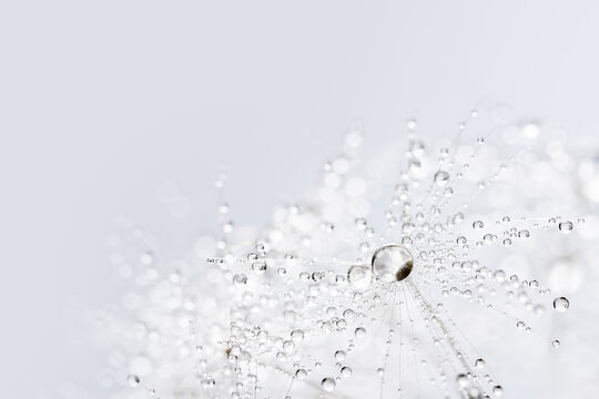 Beautiful dew drops on dandelion seed macro. Beautiful soft blue background. Water drops on parachutes dandelion. soft focus on water droplets. abstract background. Macro nature.