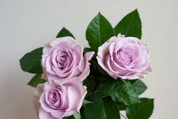 紫色の薔薇