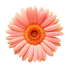 Pink cosmos flower isolated on transparent background