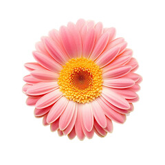 Pink cosmos flower isolated on transparent background