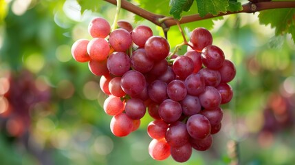 Close-up of a bunch of ripe red grapes on a vine, highlighted by sunlight, signifying fruitful harvest and winemaking.