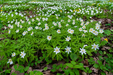 Fototapeta premium A vibrant field filled with small white flowers spread across a lush green meadow, capturing the essence of springtime. Perfect for backgrounds, nature themes, and gardening projects.